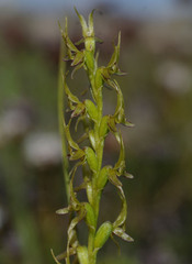 Prasophyllum gracile