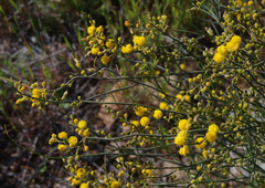 Acacia restiacea