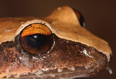 Craugastor rostralis