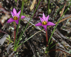 Romulea rosea australis
