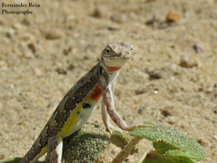 Callisaurus draconoides