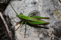 Euthystira brachyptera