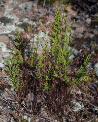Cheilanthes sieberi