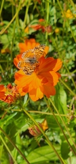 Phyciodes mylitta