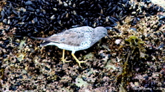Calidris virgata