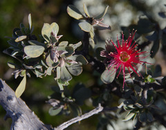 Kunzea pulchella