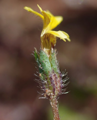 Goodenia pusilliflora