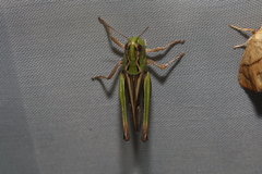 Stenobothrus lineatus