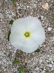 Ipomoea imperati