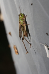 Stenobothrus lineatus