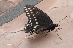 Papilio polyxenes rudkini