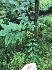 Phellodendron amurense