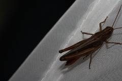 Stenobothrus lineatus
