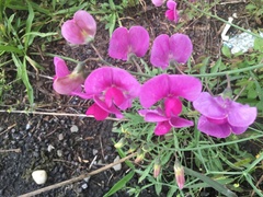 Lathyrus
