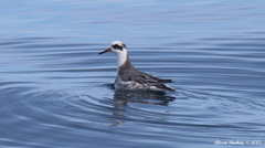 Phalaropus fulicarius