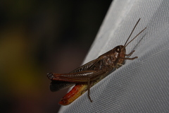 Stenobothrus lineatus