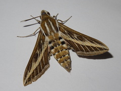 Hyles livornica