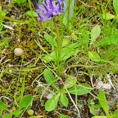 Phyteuma hemisphaericum