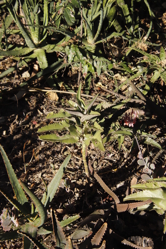 Kalanchoe daigremontiana