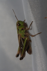 Stenobothrus lineatus