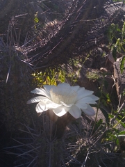 Trichocereus deserticola