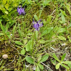 Phyteuma hemisphaericum
