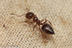 Crematogaster auberti