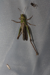 Stenobothrus lineatus