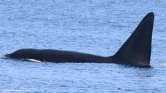 Orcinus orca