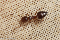 Crematogaster auberti
