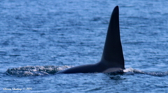 Orcinus orca