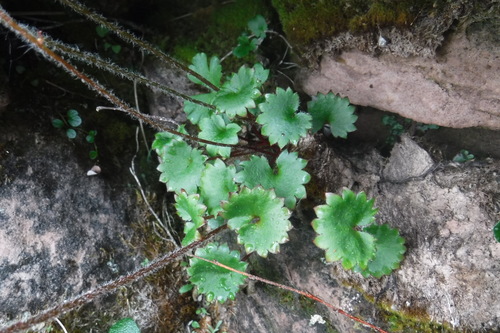 Heartleaf Saxifrage