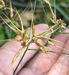 Rhynchospora corniculata