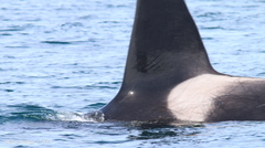 Orcinus orca