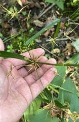 Rhynchospora corniculata