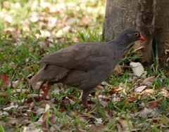 Pternistis adspersus