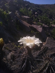 Trichocereus deserticola