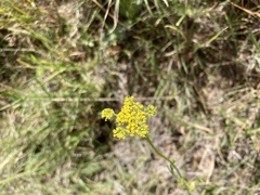 Cymopterus