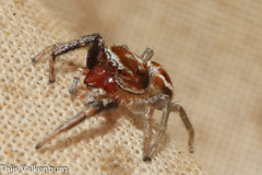 Icius hamatus