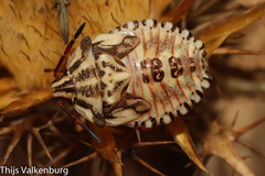 Carpocoris mediterraneus atlanticus