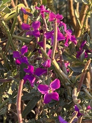 Matthiola incana