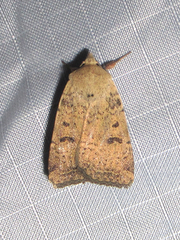Abagrotis erratica