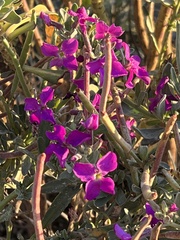 Matthiola incana