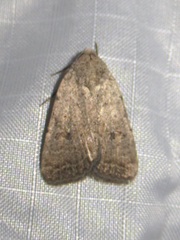 Abagrotis erratica