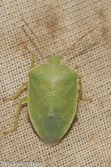 Acrosternum millierei