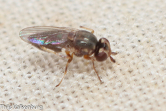 Thecophora