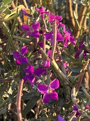 Matthiola incana
