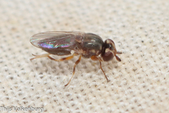 Thecophora