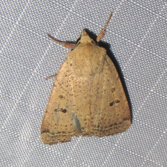 Abagrotis erratica