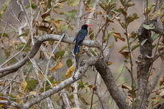 Phoeniculus purpureus